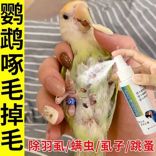 羽虱去除的简单方法(羽虱图片)