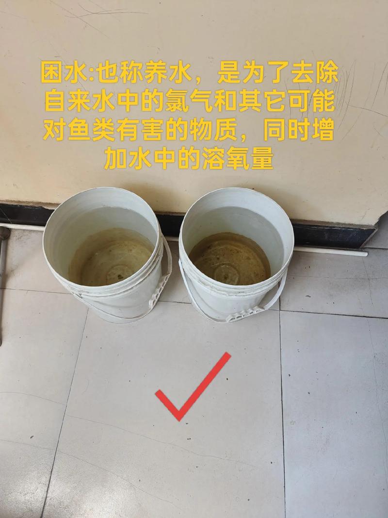 自来水养鱼需要困几天(自来水养鱼最简单的处理方法)