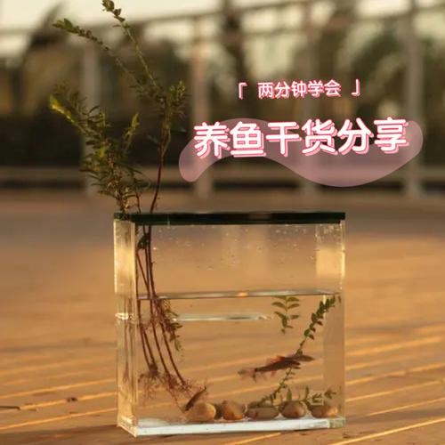 自来水养鱼需要困几天(自来水养鱼最简单的处理方法)
