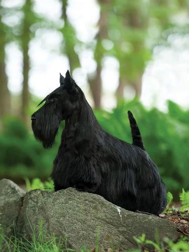 苏格兰犬好养吗(苏格兰犬品种)