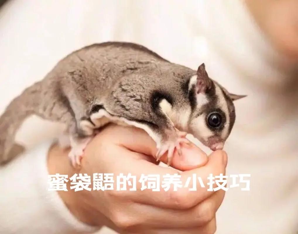 蜜袋鼯能吃的水果列表(怎么知道蜜袋鼯已经认主人了)