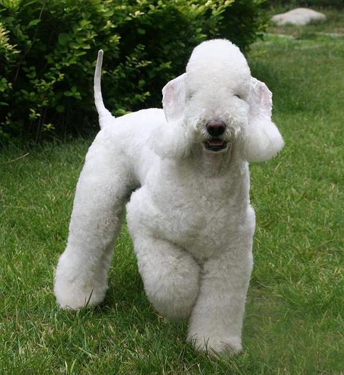 贝灵顿犬图片大全(贝灵顿梗犬)