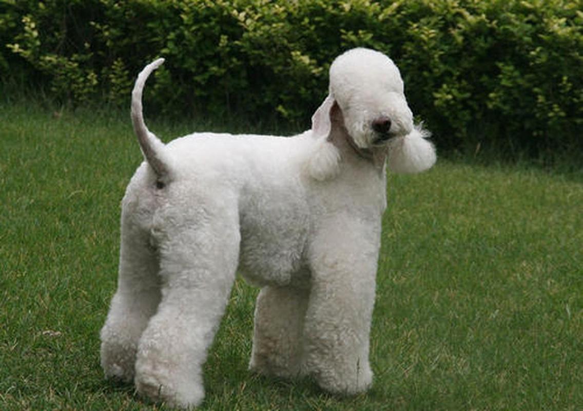 贝灵顿犬图片大全(贝灵顿梗犬)
