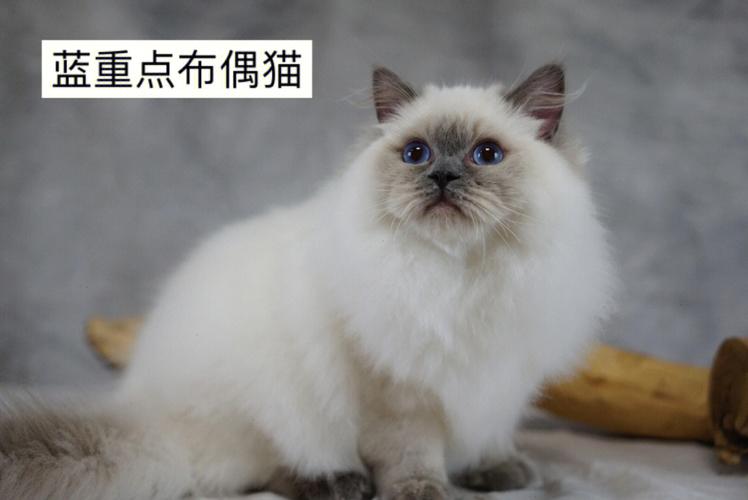 重点色布偶猫(重点色布偶是什么猫配出来的)