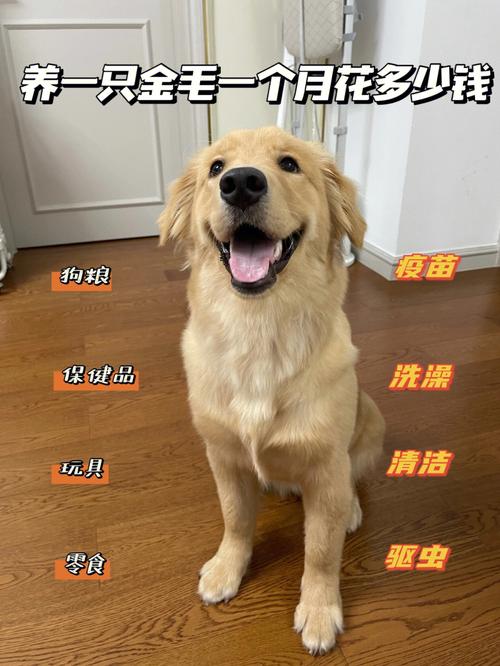 金毛寿命一般是几年(金毛可以穷养吗)