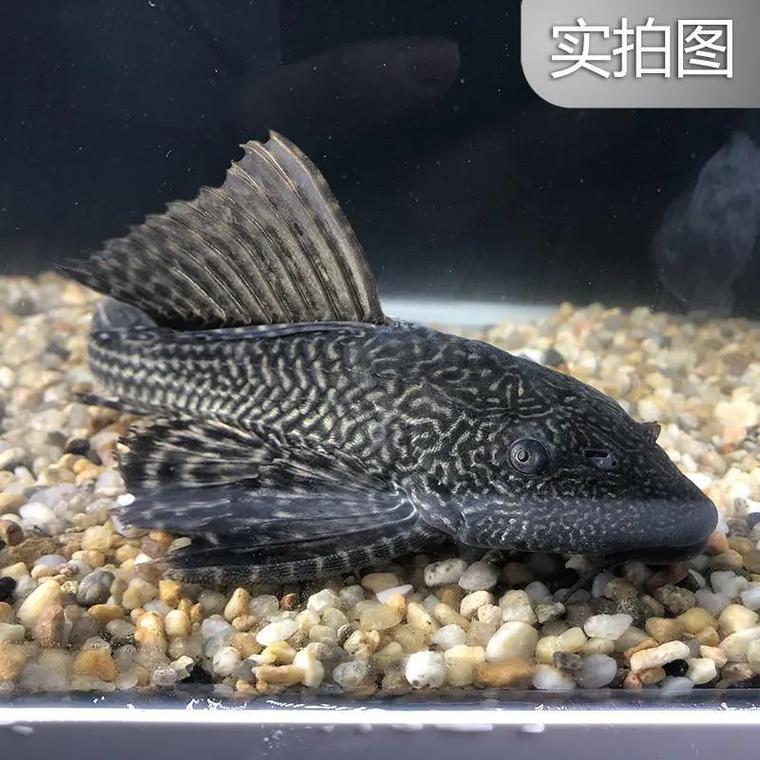 金苔鼠鱼水温多少度合适(金苔鼠鱼能长到多大)