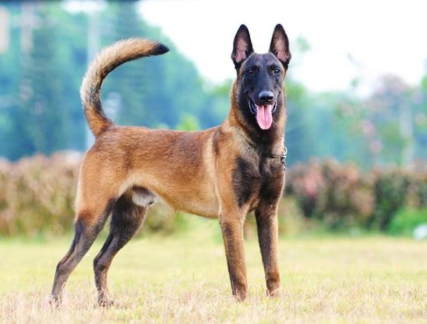 马犬好养吗,柴犬优缺点分析图片(马犬好养吗优缺点有哪些)