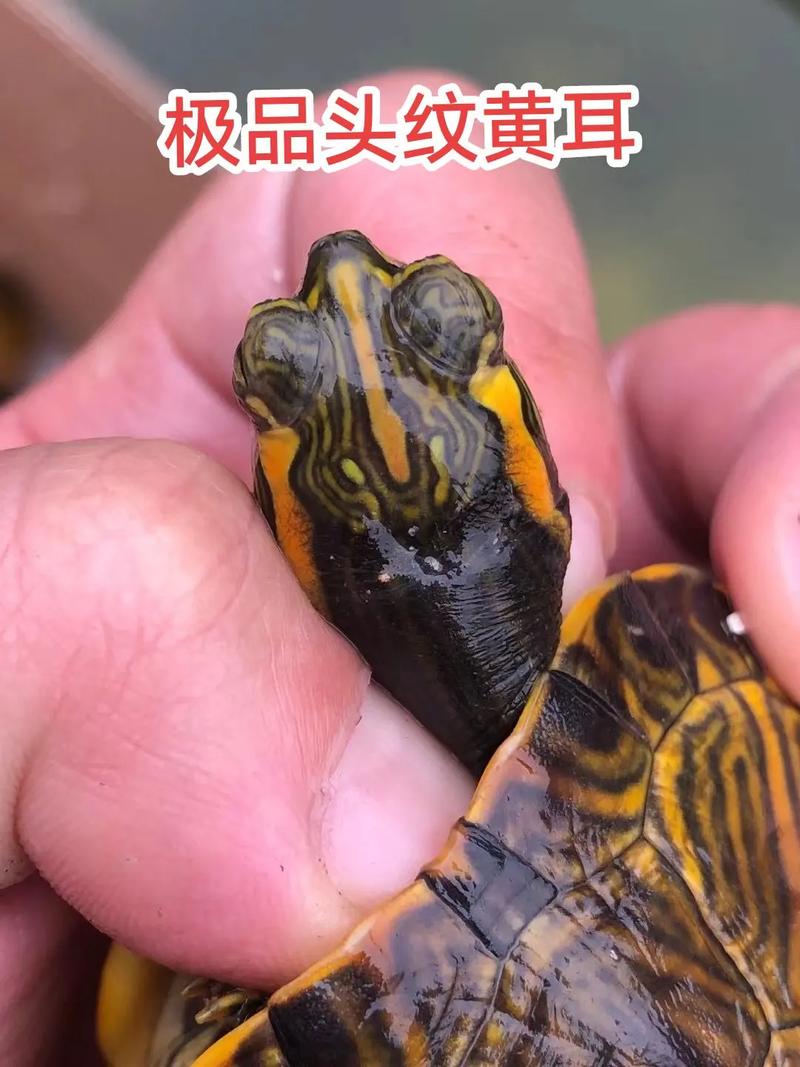 黄耳龟是深水龟吗能淹死吗(黄耳龟是深水龟吗怎么养)