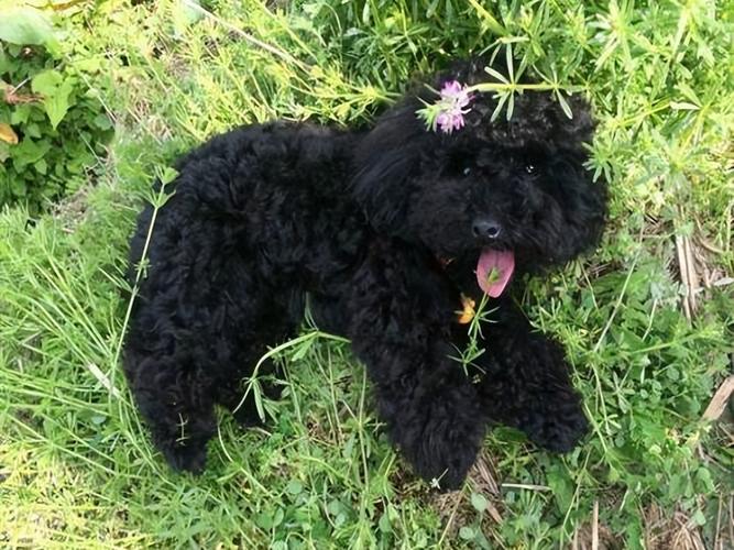 黑色贵宾犬图片欣赏(黑色贵宾犬长什么样)