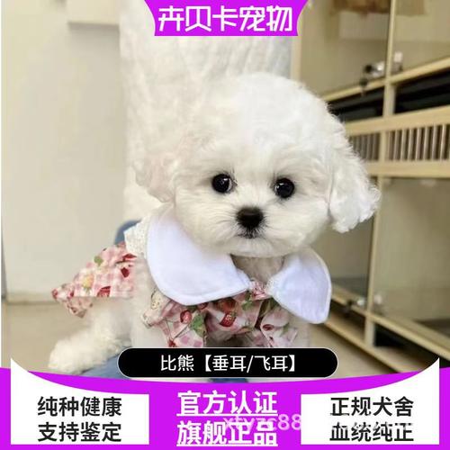 比熊和博美哪个好看点(比熊和博美哪个好看一点)