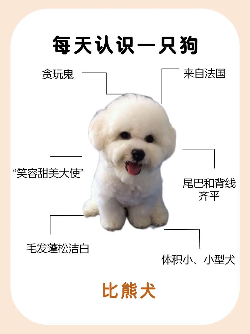 比熊多大就开始变乖了(纯比熊和不纯的对比照)