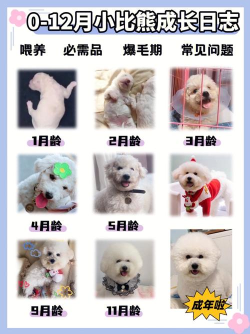 比熊多大就开始变乖了(纯比熊和不纯的对比照)