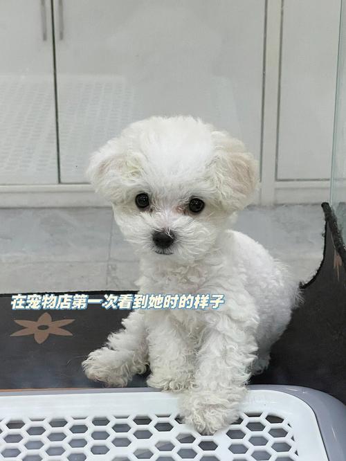 比熊多大能开始懂话(比熊一到12个月变化图)