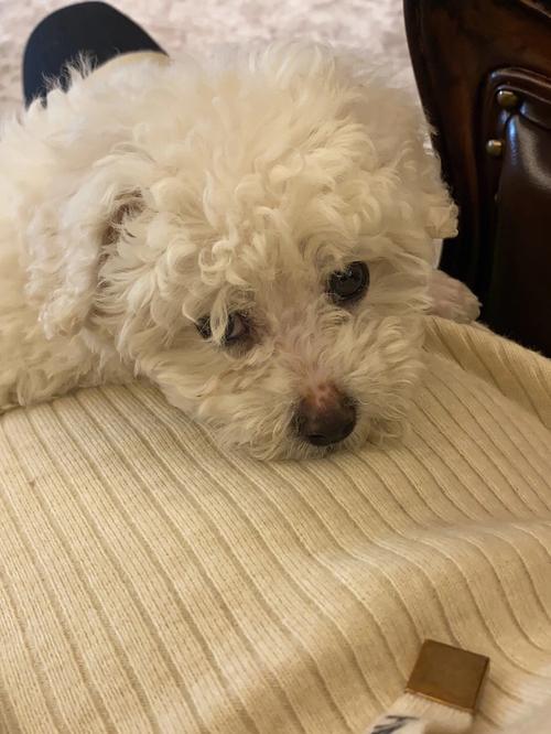 比熊幼犬鼻子是花的咋回事(比熊幼犬毛发黄正常吗)