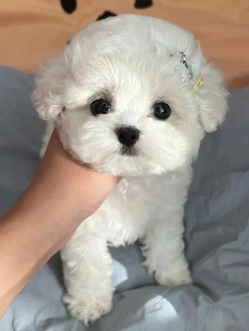 比熊幼犬鼻子是花的咋回事(比熊幼犬毛发黄正常吗)