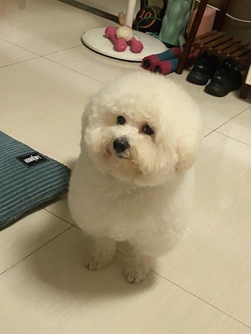 比熊犬能吃玉米粥吗(比熊可以吃玉米吗熟的)