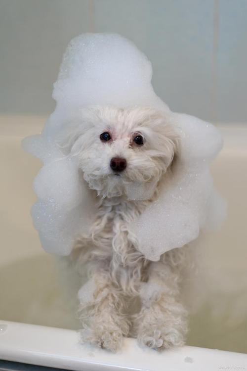 比熊犬能喝纯牛奶吗(比熊狗狗喝纯奶可以吗)