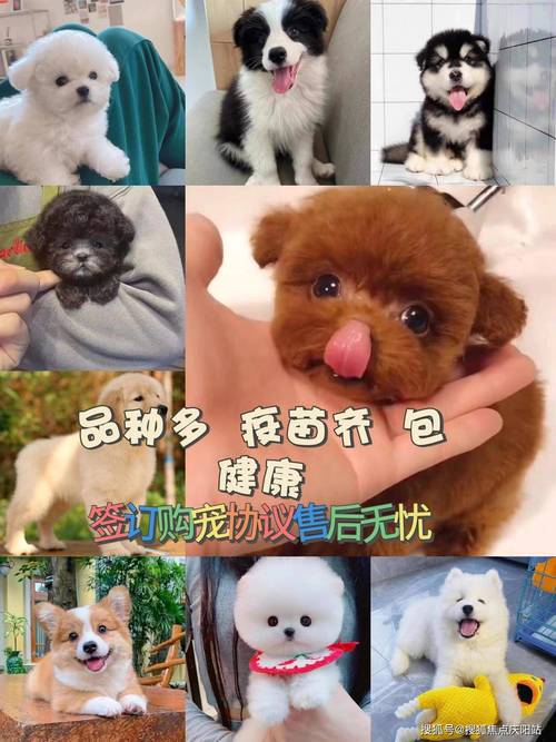 比熊狗图片价格(比熊狗图片真实)
