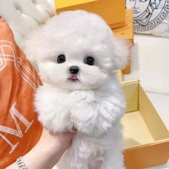 比熊的优缺点有哪些表现(比熊的优缺点及性格分析图片)