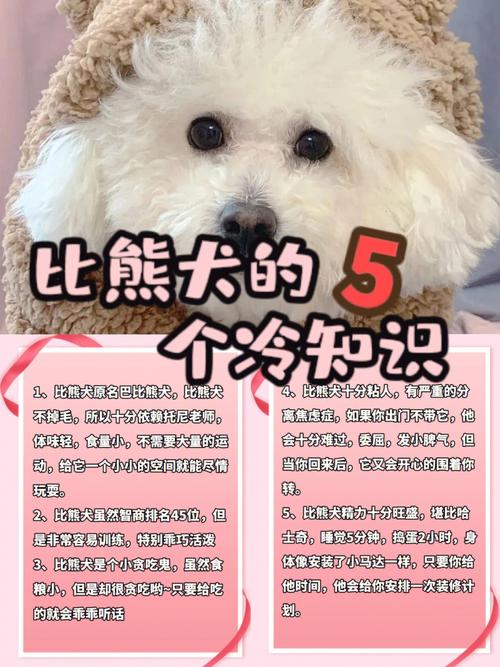 比熊的优缺点有哪些表现(比熊的优缺点及性格分析图片)