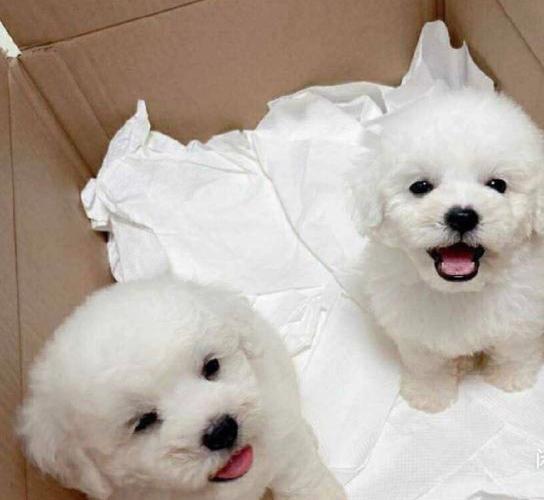 比熊能吃玉米吗怎么吃(比熊犬能吃玉米吗)