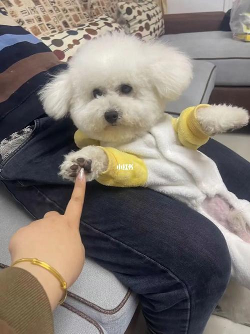 比熊能吃香蕉吗怎么吃(比熊能吃香蕉吗为什么)