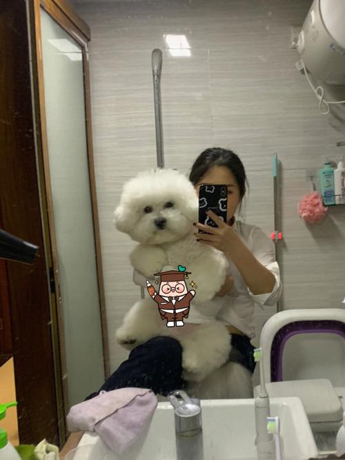 比熊能长多大