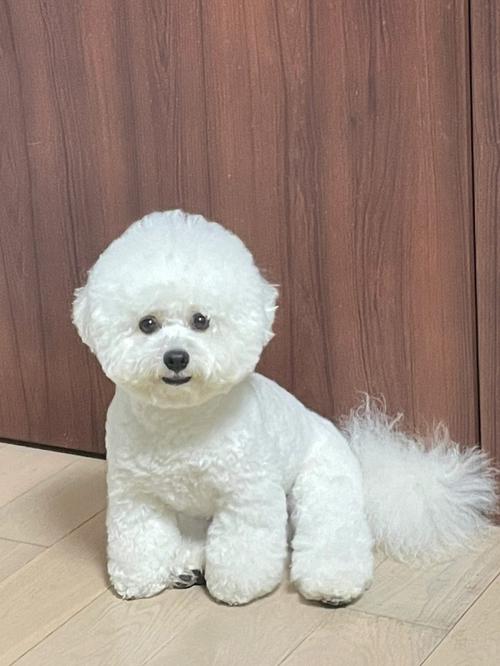 比熊能长多大
