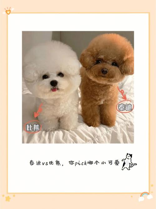 泰迪和比熊的区别在哪里(泰迪和比熊生的狗狗是什么品种)