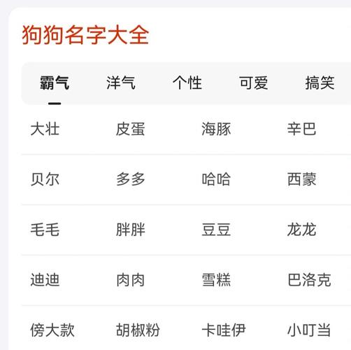 公泰迪好听顺口名字(给泰迪宠物取名大全男)