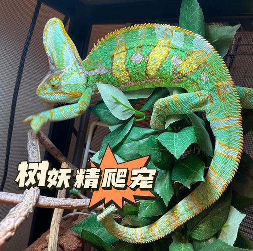 十大适合懒人养的宠物(宠物变色龙多少钱一只图片)