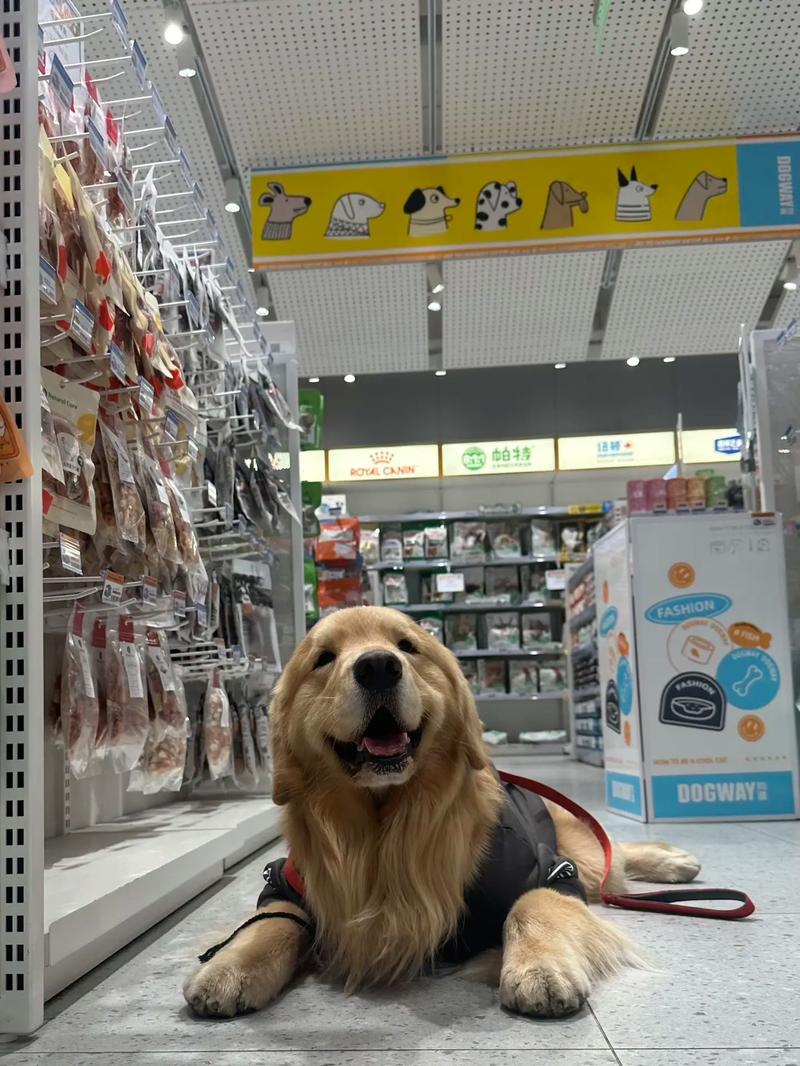 商场能带宠物狗进去吗(商场可以带宠物吗南京)
