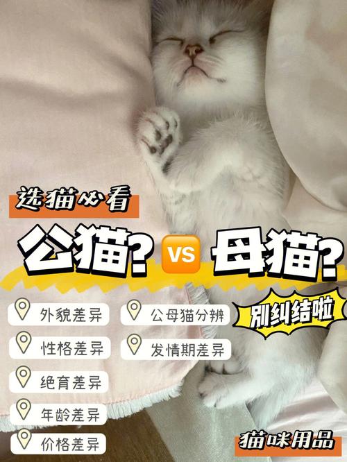 土猫和宠物猫的区别(养猫前先想好6件事)