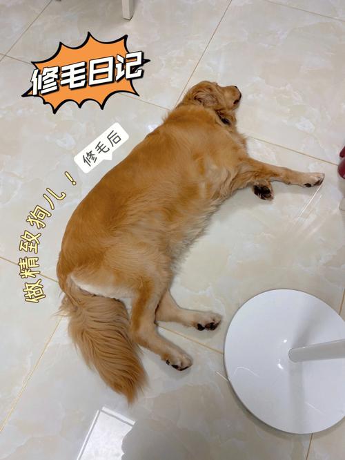 宠物剪毛教程金毛(宠物剪毛运剪口诀)