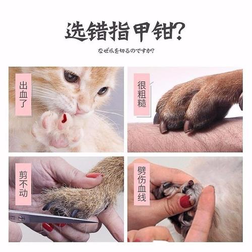 宠物剪毛教程金毛(宠物剪毛运剪口诀)