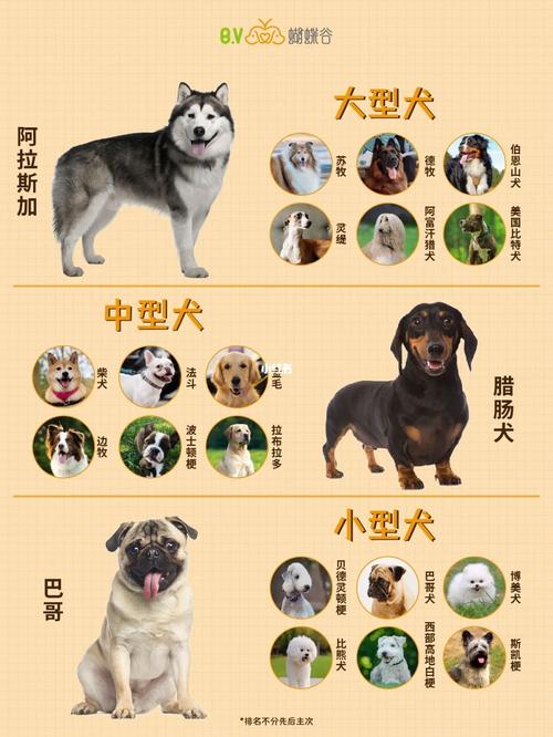 宠物定义是什么(宠物的定义及分类)