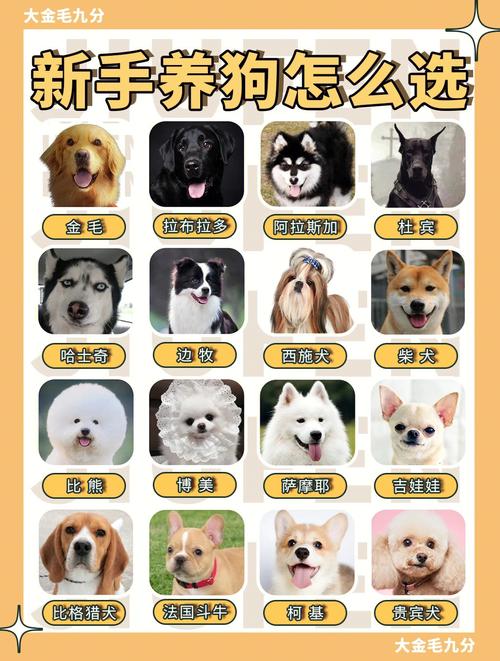 宠物定义是什么(宠物的定义及分类)