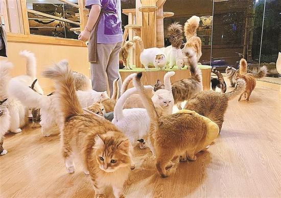 宠物猫批发市场 好多好多(宠物猫批发市场视频)