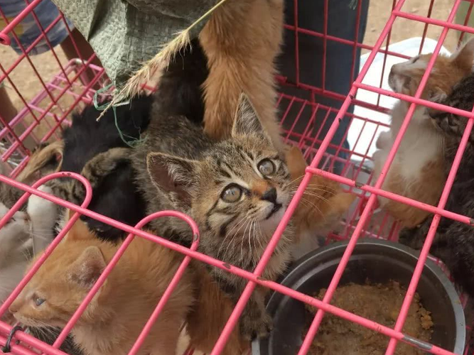 宠物猫批发市场 好多好多(宠物猫批发市场视频)