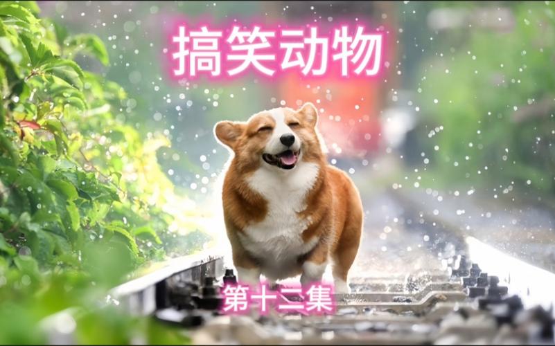 宠物视频大全搞笑配音(宠物视频大全搞笑合集)