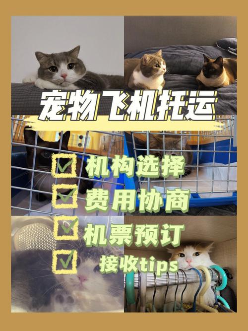 宠物跟随主人飞机托运多少钱(宠物怎么跟人一起坐飞机)