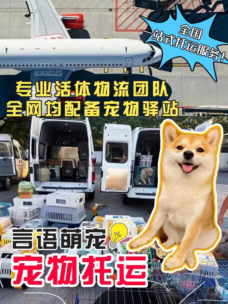 狗狗托运找哪个平台(宠物可以托运吗 船)