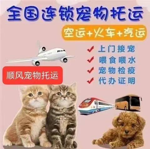 邮寄宠物需要什么手续(邮寄宠物多少钱)