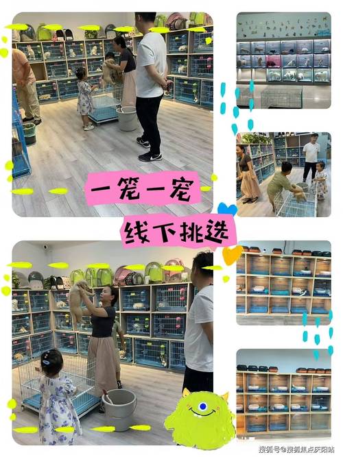长沙宠物市场在哪有柯尔鸭卖(长沙猫狗市场在哪里)