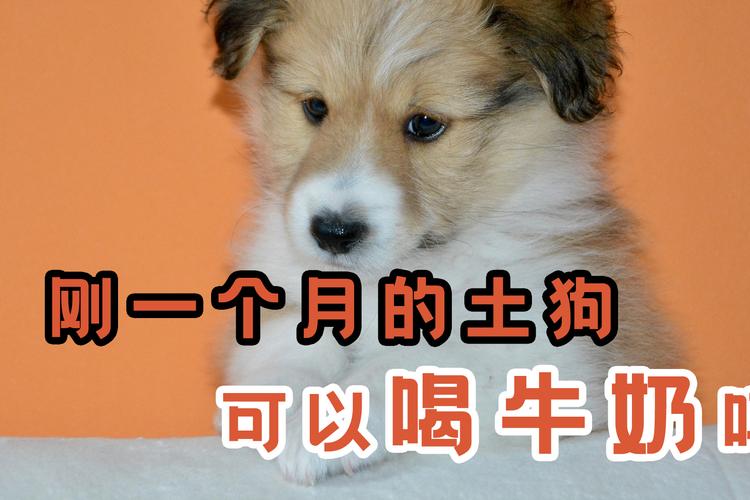 1至3个月小狗吃什么,幼犬能喝牛奶吗怎么喝