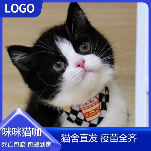 什么猫最粘人忠诚,什么猫最粘人懂事不乱跑