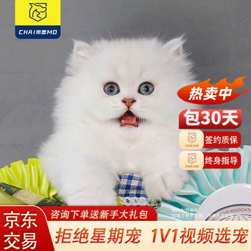 什么猫粘人不掉毛温顺,什么猫粘人又好养