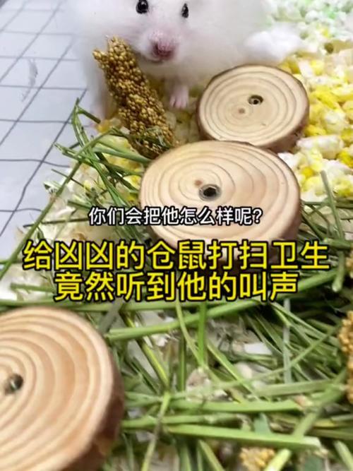 仓鼠叫声吸引仓鼠音频,仓鼠叫声