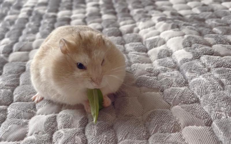 仓鼠可以吃豆芽嘛,仓鼠可以吃豆芽吗有毒吗