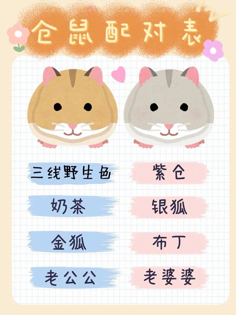 仓鼠繁殖周期,仓鼠繁殖注意事项